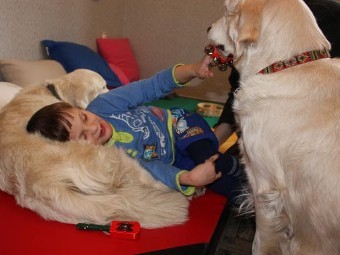 Реабилитацию детей-инвалидов будут проводить с помощью собак